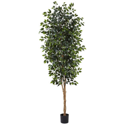 8‰?? Ficus Tree w/1512 Lvs